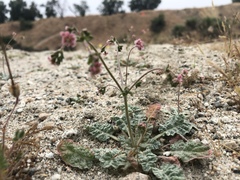Eriogonum thurberi