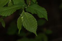 Ulmus laevis