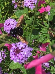 Xylocopa sonorina