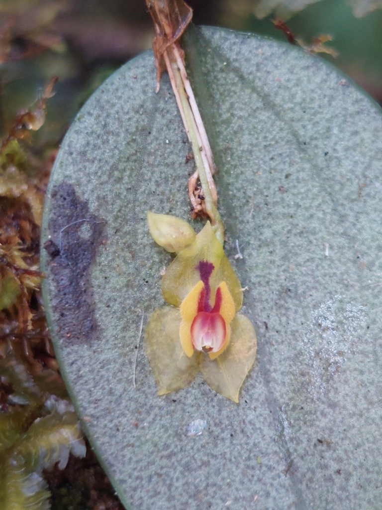 Lepanthes guttula-sanguinis