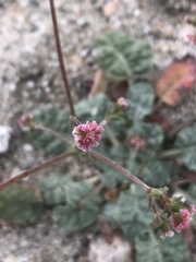 Eriogonum thurberi
