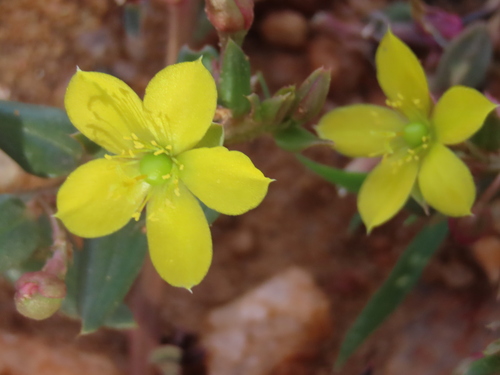 Image of Talinum afrum by no rights reserved