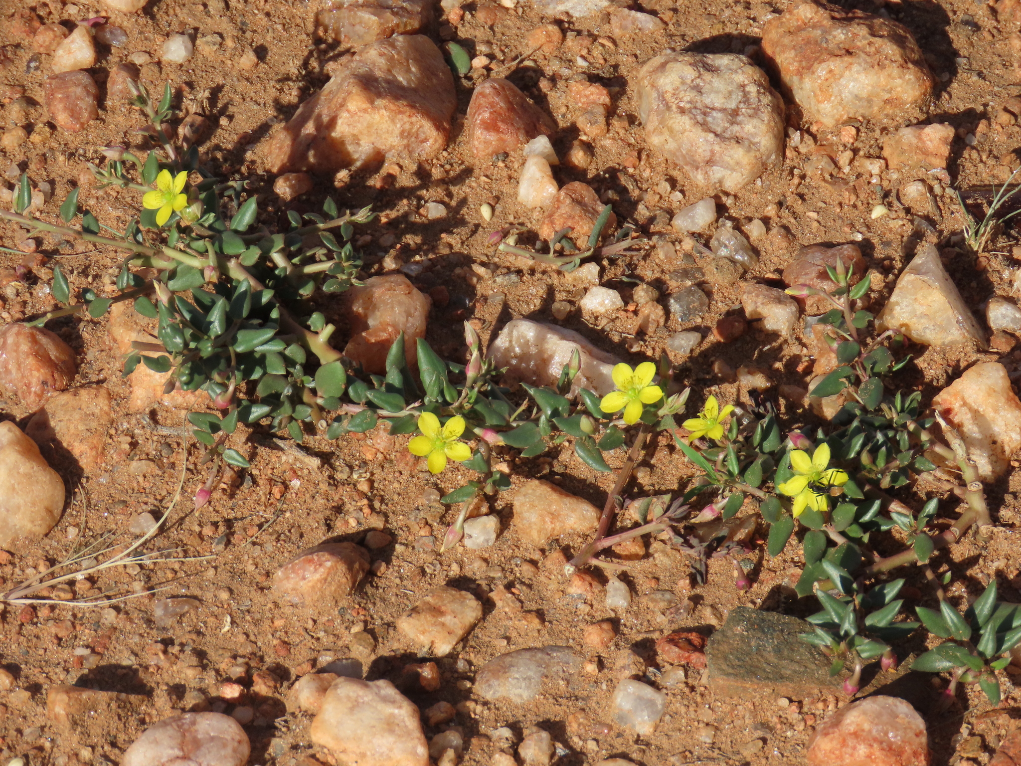 Talinum caffrum (Thunb.) Eckl. & Zeyh.