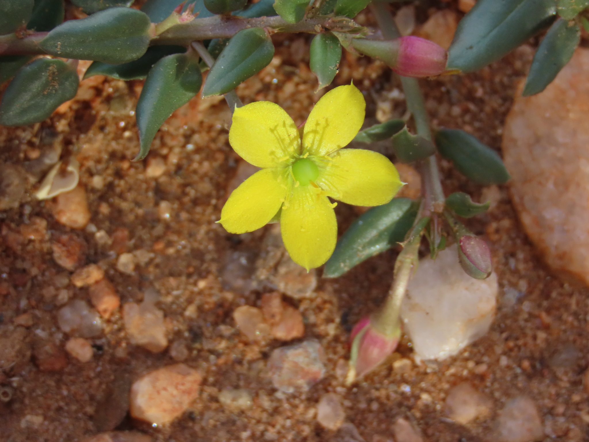 Talinum caffrum (Thunb.) Eckl. & Zeyh. 2