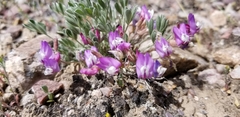 Astragalus calycosus