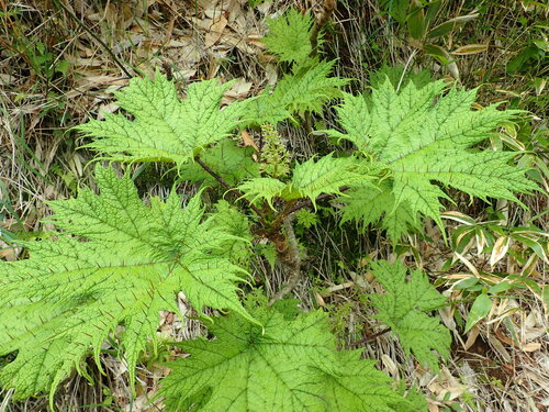 Oplopanax japonicus iNat (2)