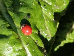 Harmonia axyridis