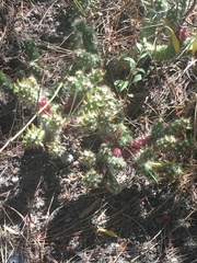 Austrocylindropuntia shaferi