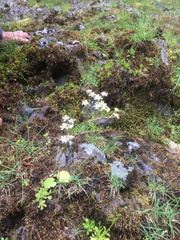 Saxifragales