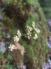 Saxifragales