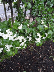 Crataegus monogyna