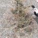 photo of Junipers (Juniperus)