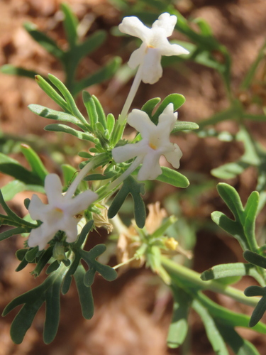 Image of Chascanum pinnatifidum by no rights reserved