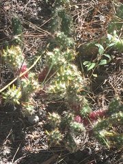 Austrocylindropuntia shaferi