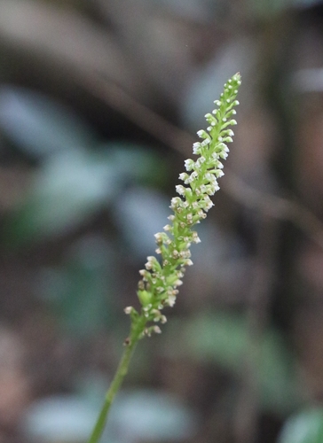 Image of Bottlebrush Orchid (Goodyera procera) by no rights reserved