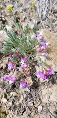 Astragalus calycosus