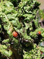 Harmonia axyridis