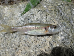 Clinostomus funduloides
