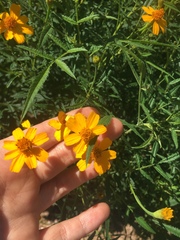 Tagetes lemmonii