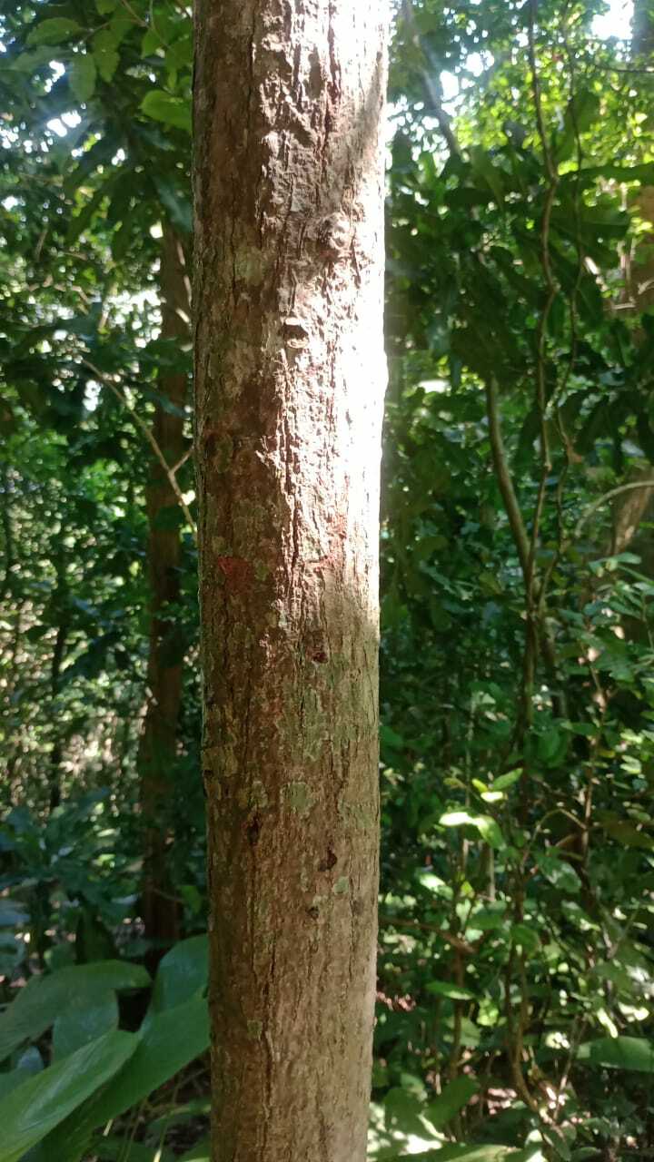 Imagem de Pau-brasil