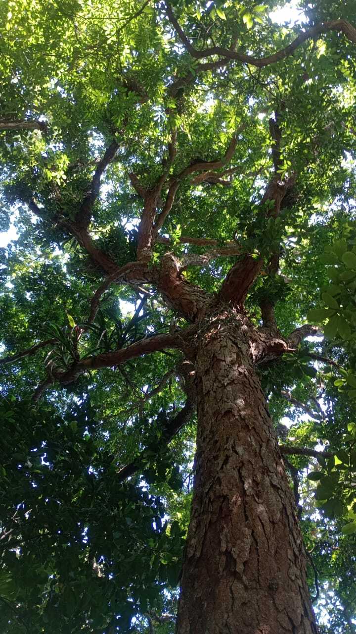 Imagem de Pau-brasil