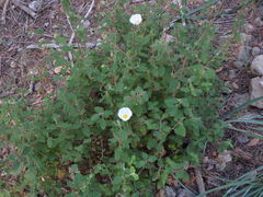 Cistus salviifolius
