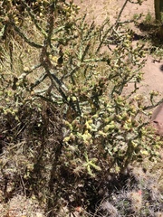 Cylindropuntia molesta