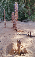 Orobanche cernua