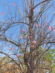 Handroanthus impetiginosus