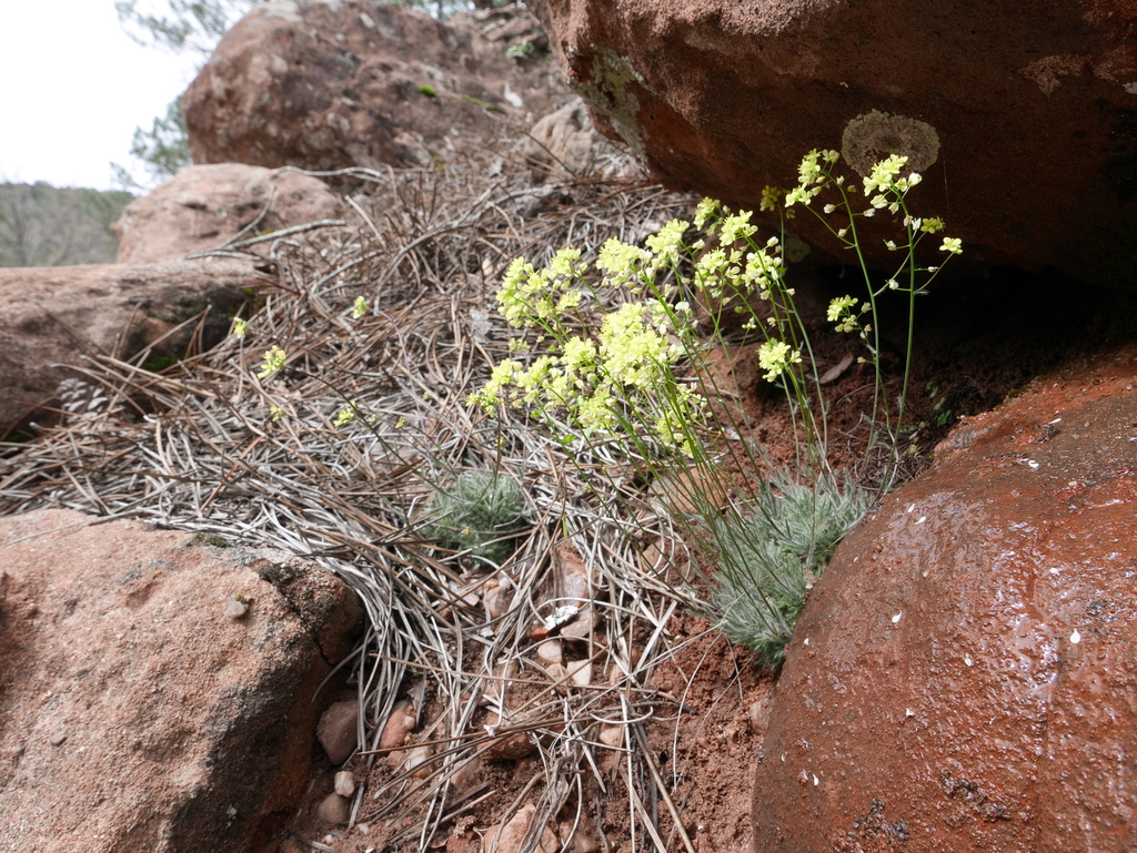 Biscutella atropurpurea