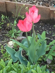 Tulipa gesneriana