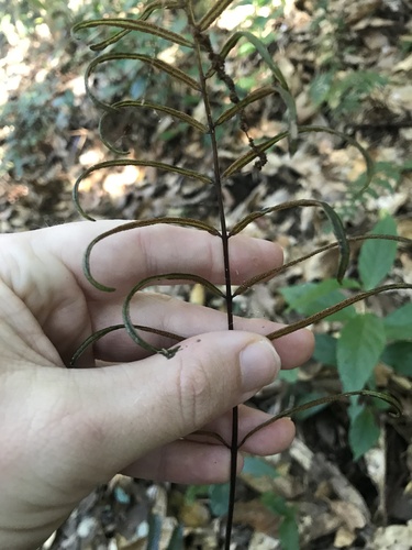 Image of Plagiogyria japonica by no rights reserved
