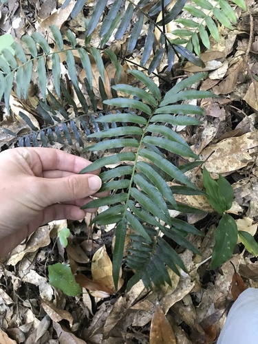 Plagiogyria japonica (Plagiogyria japonica)