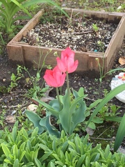 Tulipa gesneriana