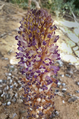 Orobanche cernua