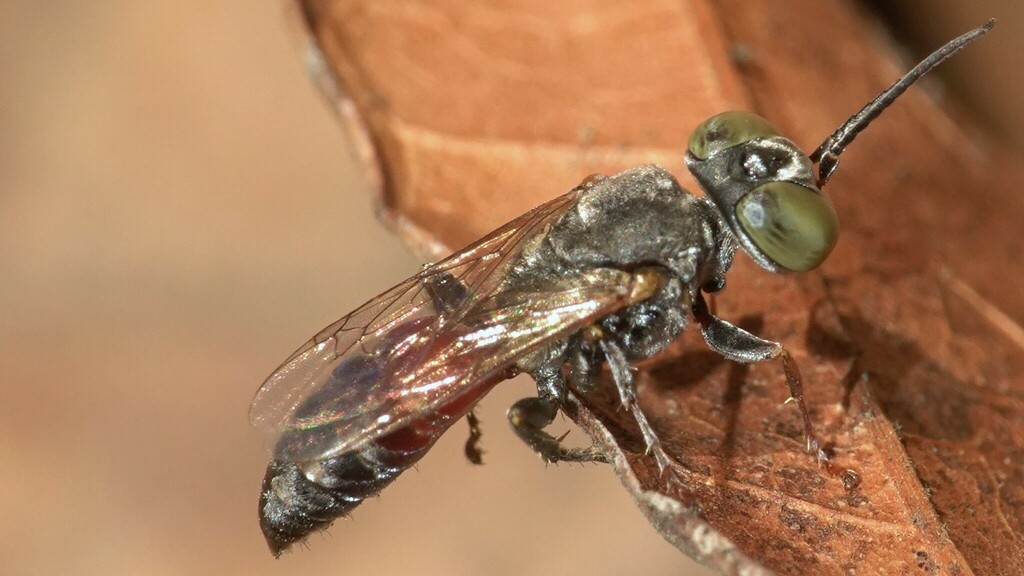 Tachysphex auriceps