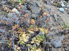 Veronica serpyllifolia serpyllifolia