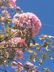 Handroanthus impetiginosus