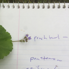 Veronica regina-nivalis