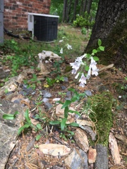 Penstemon arkansanus