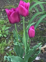 Tulipa