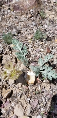 Vesper purpurascens