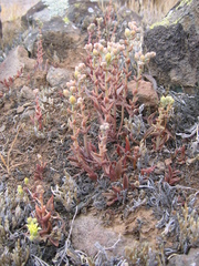Dudleya parva