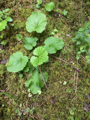 Veronica regina-nivalis