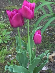 Tulipa