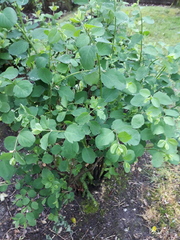 Symphoricarpos albus