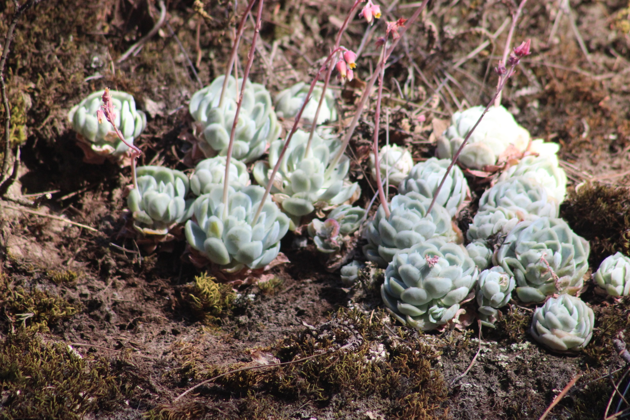Imagem de Rosa-de-pedra