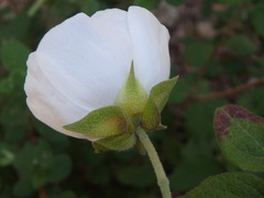 Cistus salviifolius