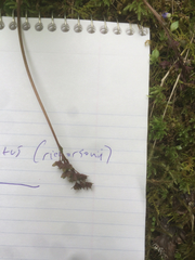 Veronica regina-nivalis