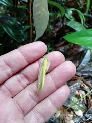 Anthurium longegeniculatum